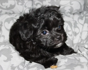 Süße Bolonka Welpen