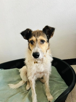 Hope sucht liebevolles Zuhause