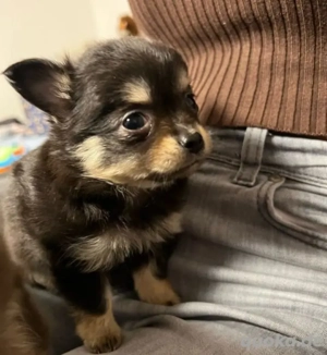 reinrassiger langhaariger Chihuahua 