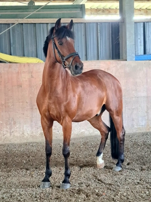 Pony sucht Pflegebeteiligung 