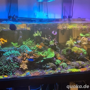 Zoas Zoanthus Krustenanemonen Bild 3