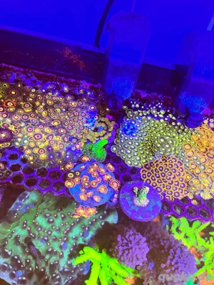 Zoas Zoanthus Krustenanemonen Bild 5