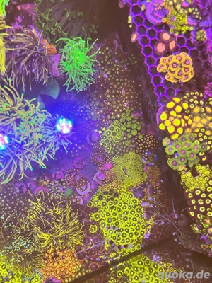 Zoas Zoanthus Krustenanemonen Bild 6