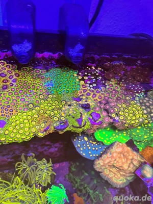 Zoas Zoanthus Krustenanemonen Bild 4