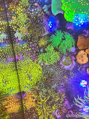 Zoas Zoanthus Krustenanemonen Bild 7