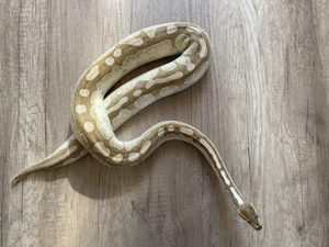 Königspython Butter Cinnamon Enchi het Ghost