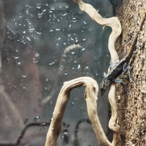 Anolis Marmoratus Grand Etang 