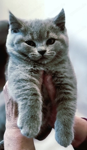 BKH-KITTYS mit Stambaum