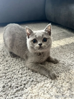 BKH Kitten mit Stammbaum Abgabebereit Blue