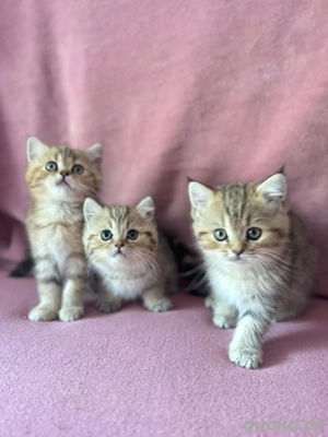 Britischekurtzhaarkatze