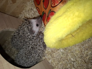 Afrikanische Weißbauchigel  Bild 4