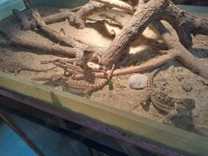 Bartagamen Jungtiere (Schlupftermin: 03.07.) zu verkaufen