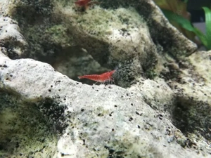 Sehr schöne Kirschgarnelen und Feuergarnelen abzugeben