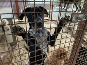 Oliver, PS in Ungarn, ist welpentypisch unbedarft, neugierig und verspielt.