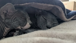Zwei weibliche Sphynxkatzen abzugeben  Bild 2