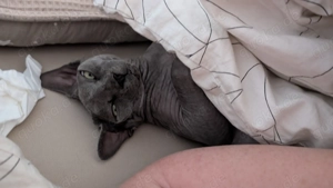Zwei weibliche Sphynxkatzen abzugeben  Bild 3