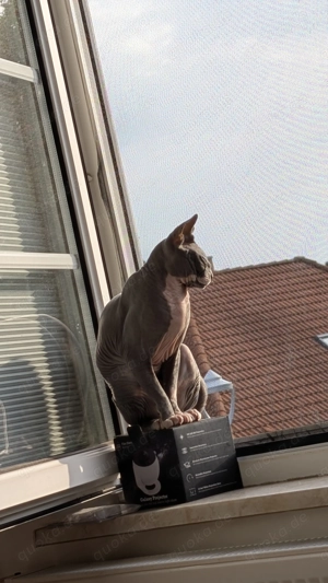 Zwei weibliche Sphynxkatzen abzugeben  Bild 6