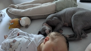 Zwei weibliche Sphynxkatzen abzugeben  Bild 4