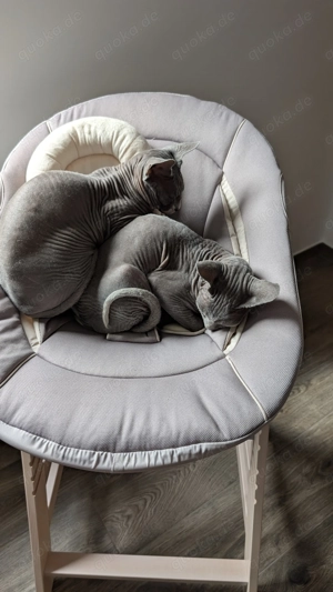 Zwei weibliche Sphynxkatzen abzugeben  Bild 5