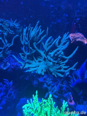 Ableger Acropora , montipora  Bild 4