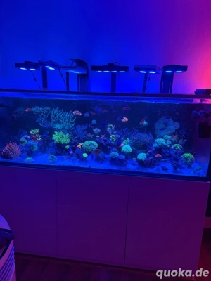 Ableger Acropora , montipora 