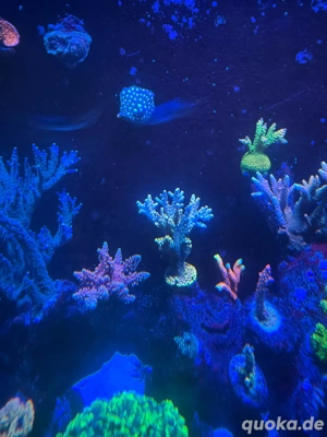 Ableger Acropora , montipora  Bild 5