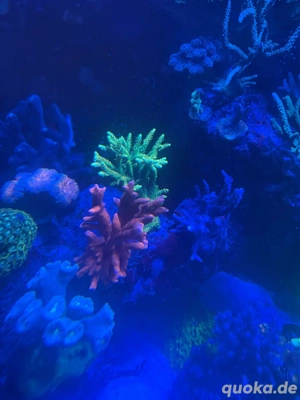 Ableger Acropora , montipora  Bild 2
