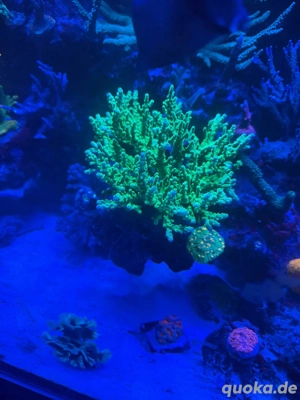 Ableger Acropora , montipora  Bild 3