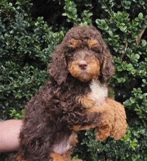 Wunderschöne Großpudel Welpen in braun tan mit Ahnentafel 