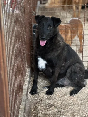 Dülö, z.Zt. in Ungarn, bin robust und möchte meinen Menschen überallhin folgen.