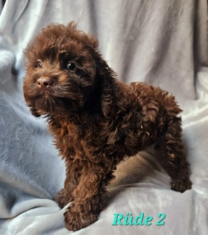 Cockapoo Welpen in chocolate und merle zur Abgabe bereit!