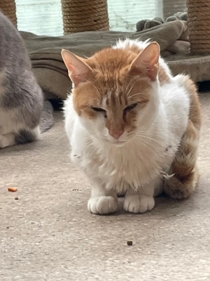 Scotty sucht sein Für-immer-Zuhause - ein sanfter Schmuser mit großem Herz Bild 2