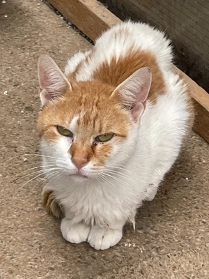 Scotty sucht sein Für-immer-Zuhause - ein sanfter Schmuser mit großem Herz