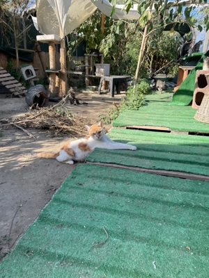 Scotty sucht sein Für-immer-Zuhause - ein sanfter Schmuser mit großem Herz Bild 9