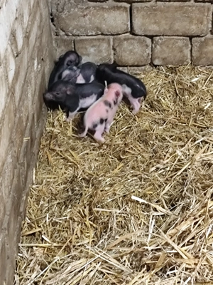 Noch 6 Minischweinferkel 