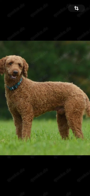 Labradoodle Welpe F1 Kimo in der Farbe foxred vom Züchter  Bild 6