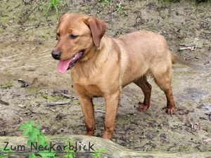 Labradoodle Welpe F1 Kimo in der Farbe foxred vom Züchter  Bild 8