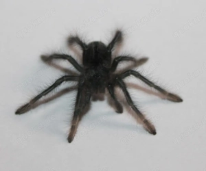 1.0 davus pentaloris, T. Apophysis