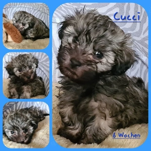 Vergeben! Havaneser Welpe Rüde reinrassig 
