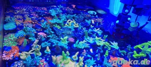 Meerwasser Korallen Ableger Acropora Montiporas Zoas ets SPS