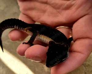 Leopardgecko Black Night 0.1