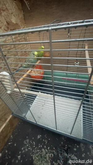 junges wellensittich - Pärchen