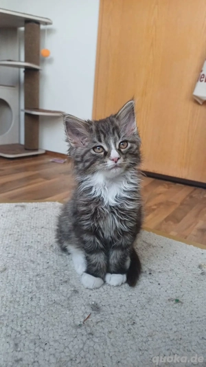 3 Zuckersüße Kitten zu verkaufen