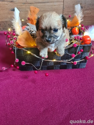 Chihuahua Junge Bild 3