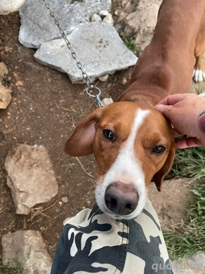 super lieber jagdhundmix - Pflegestelle oder Abgabe