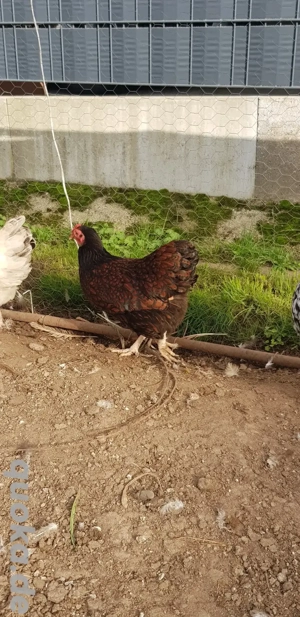 Zwergwyandotten Hennen, reinrassig  Bild 3
