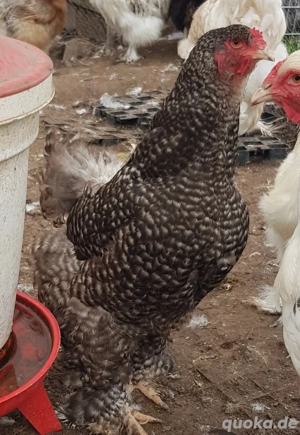Brahma Hennen reinrassig, große Rasse Bild 4