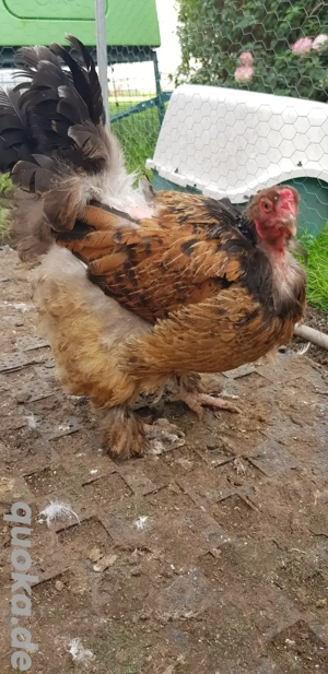 Brahma Hennen reinrassig, große Rasse Bild 3