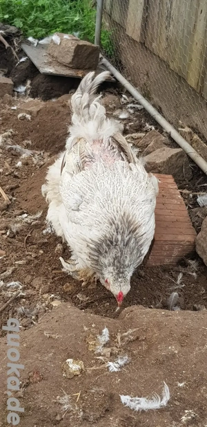 Brahma Hennen reinrassig, große Rasse Bild 2