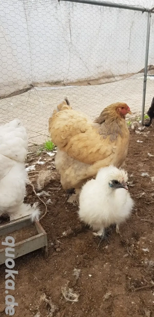 Brahma Hennen reinrassig, große Rasse Bild 5